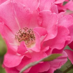 Tivoli  a Fairy tale Garden of Flowers