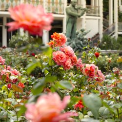 Tivoli  a Fairy tale Garden of Flowers